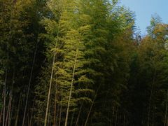 -塔川景区
