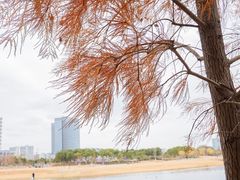 -春花秋色城市公园