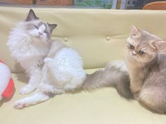 -1013 PET SHOP精品宠物商店(丁香店)