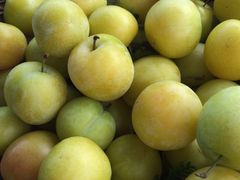 -西山樟坞健康果园枇杷杨梅采摘