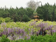 -嘉定紫藤园