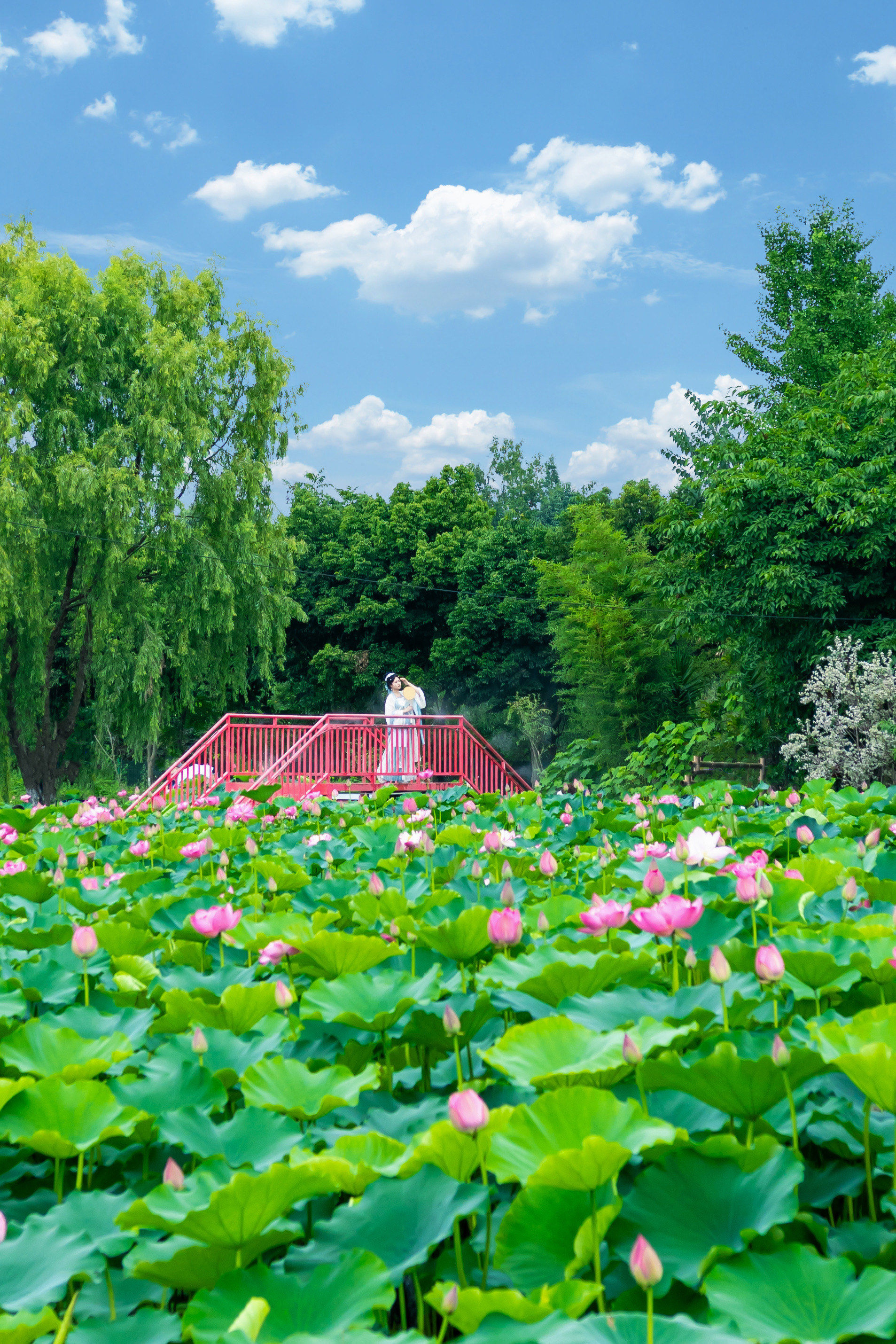 在成都这片千亩绝美荷花🪷被我拍到了!震撼!