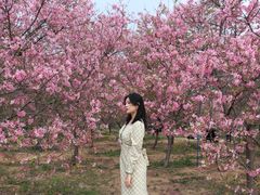 -天适樱花悠乐园