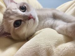 -欣宠猫屋·矮脚拿破仑·蓝金金渐层