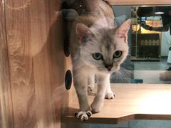 -BABIT巴比特宠物(MOMOPARK店)