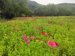 -上海佘山国家森林公园天马山园