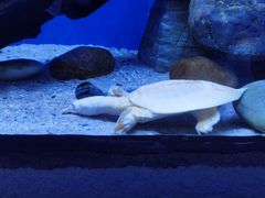 -上海海洋水族馆