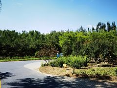 -大兴滨河森林公园