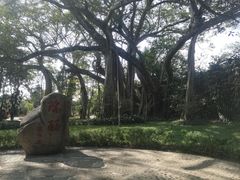 -瑞丽独树成林风景区