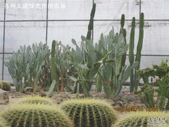 绿光农场照片 035-苏州太湖西山岛开心农场