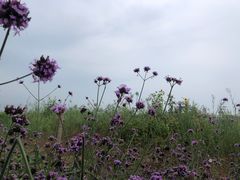 -西青郊野公园