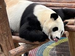 -沈阳森林动物园