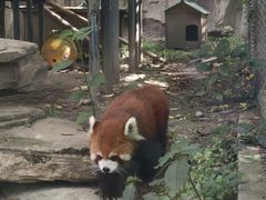 -成都动物园