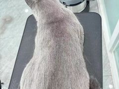 -爱洗澡的猫(望京店)