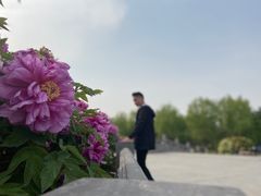 -洛阳市隋唐城遗址植物园