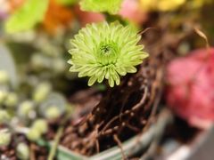 -花到家(富贵鸟花艺行)