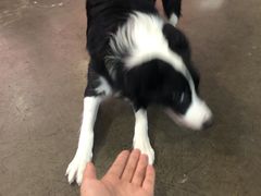 -百好乐宠物友好餐厅(朝外大街店)