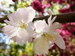 -海棠花溪(元大都城垣遗址公园)