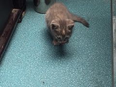 -梵猫·轻客栈(大理古城北门店)
