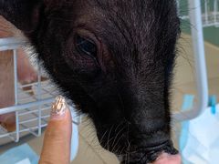 -怪兽屋·羊驼·猫咖·狗咖(俊华广场店)