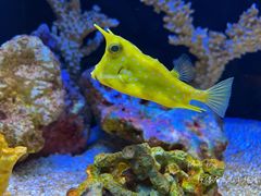 -上海海洋水族馆