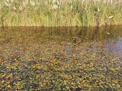 -白鹭湾湿地公园