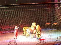 -珠海横琴长隆《卡卡虎奇遇记》