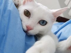 -创凡宠物医院·骨专科  猫科中心(西乡分院)