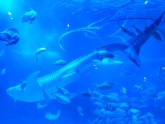 -烟台海昌鲸鲨海洋公园