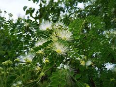 -中国香山·寿香谷