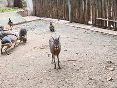 -合肥野生动物园