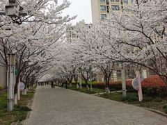 -高东镇樱花园
