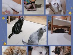 -藏猫猫咖啡主题馆(中央大道店)