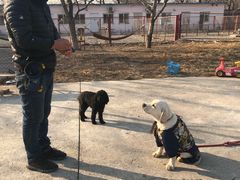 -宠物寄养训练学校