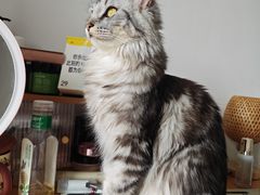 -纳吉亚猫专科动物诊疗中心(蒋宅口分院)