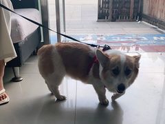 -宠颐生·恒爱宠物医院(静海店)