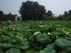 -三圣花乡旅游区