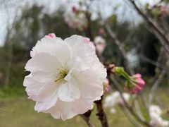 -天适樱花悠乐园