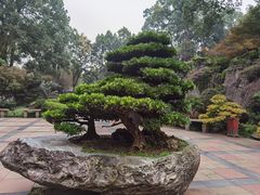 -南山植物园
