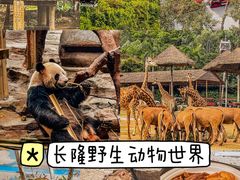 -广州长隆野生动物世界