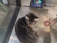 -宠物梦想家(日月豪庭店)