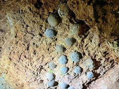 -西峡恐龙遗迹园