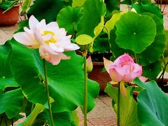 -莲花池公园