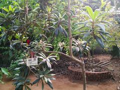 -呀路古热带植物园