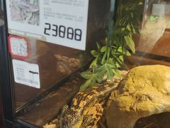 -帕帕拉兹宠物(亚洲旗舰店)