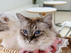 -怪兽屋·羊驼·猫咖·狗咖(俊华广场店)