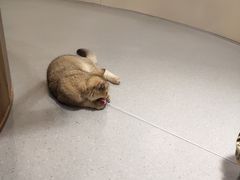 -飞行喵MR PILOT|猫舍·猫咖(静安大融城店)