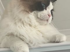 -瑞派·关忠动物医院·猫专科·犬专科(三环新城店)