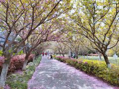 -高东镇樱花园