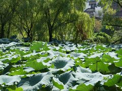 -长兴太湖图影湿地文化园